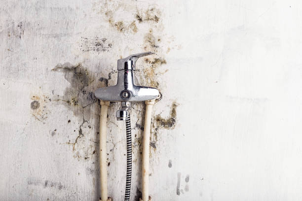 Best Mold Testing and Inspection Services in , CT