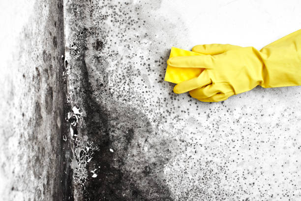 Best Insurance-Related Mold Remediation in , CT