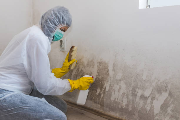 Best Localized Mold Remediation (e.g., coastal areas, humid climates) in , CT
