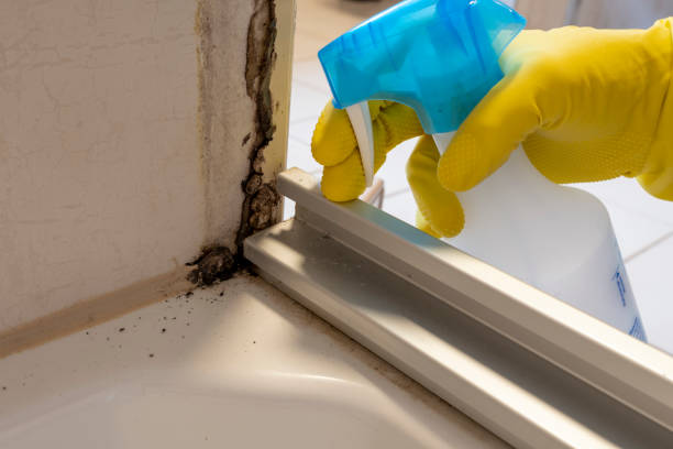 Best Residential Mold Remediation in , CT