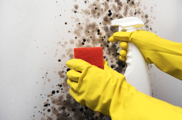 Best Emergency Mold Remediation in , CT