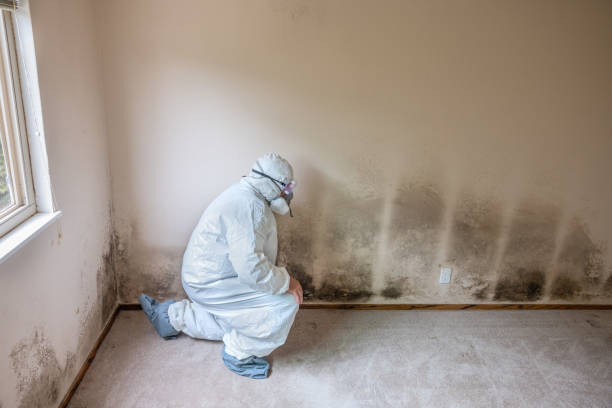 Best Bathroom Mold Remediation in , CT