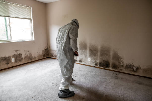 Best Basement Mold Remediation in , CT