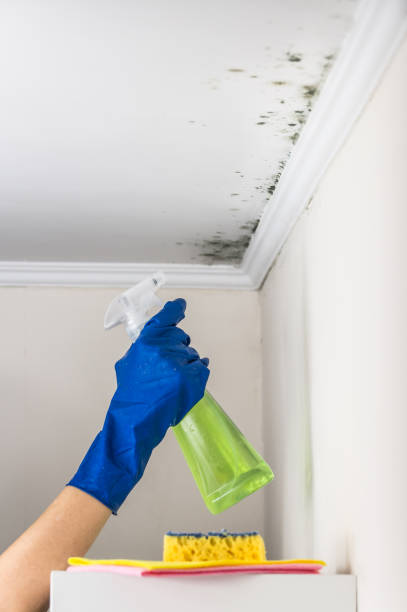 Best Health and Safety Mold Remediation in , CT